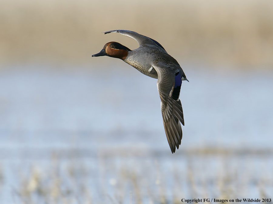 Green-winged teal in flight.