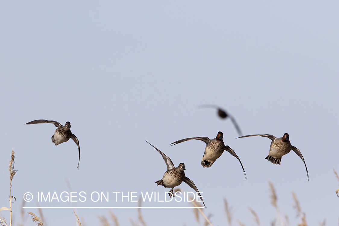 Green-winged Teal ducks in flight.