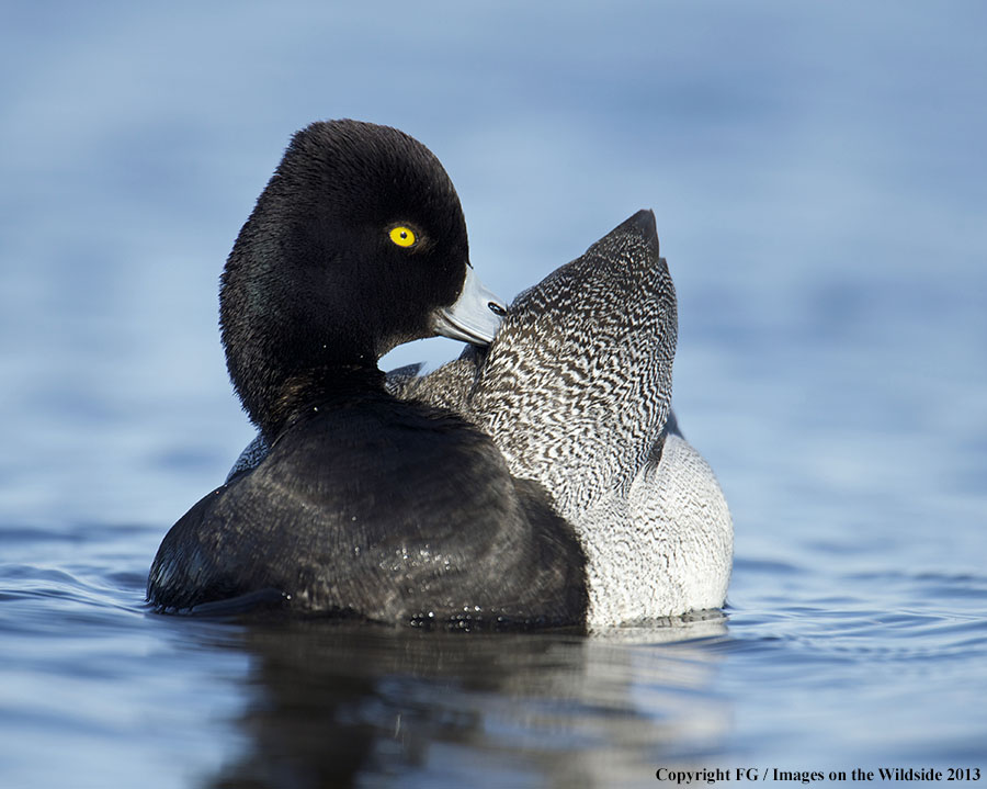 Lesser Scaup in habitat.