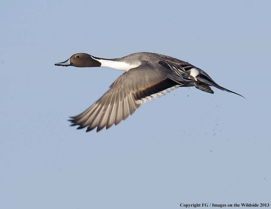 Pintail in flight.