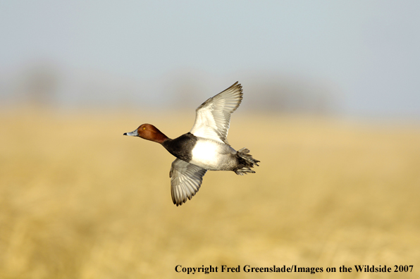 Redhead duck