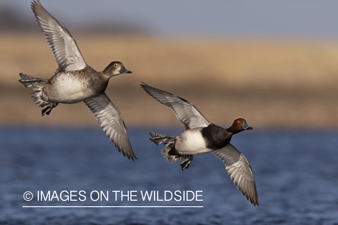 Redhead ducks in flight.