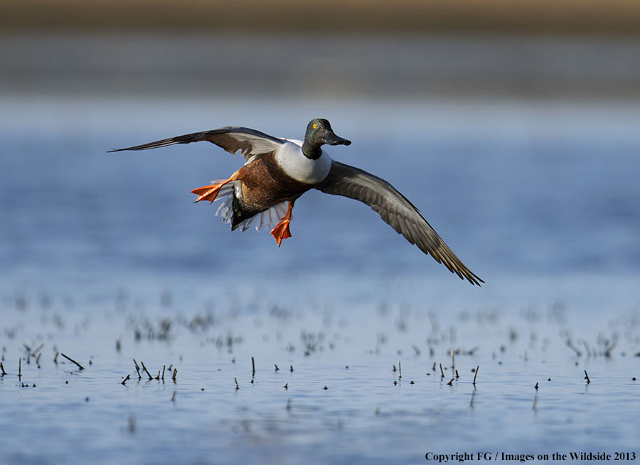 Shoveler duck landing.