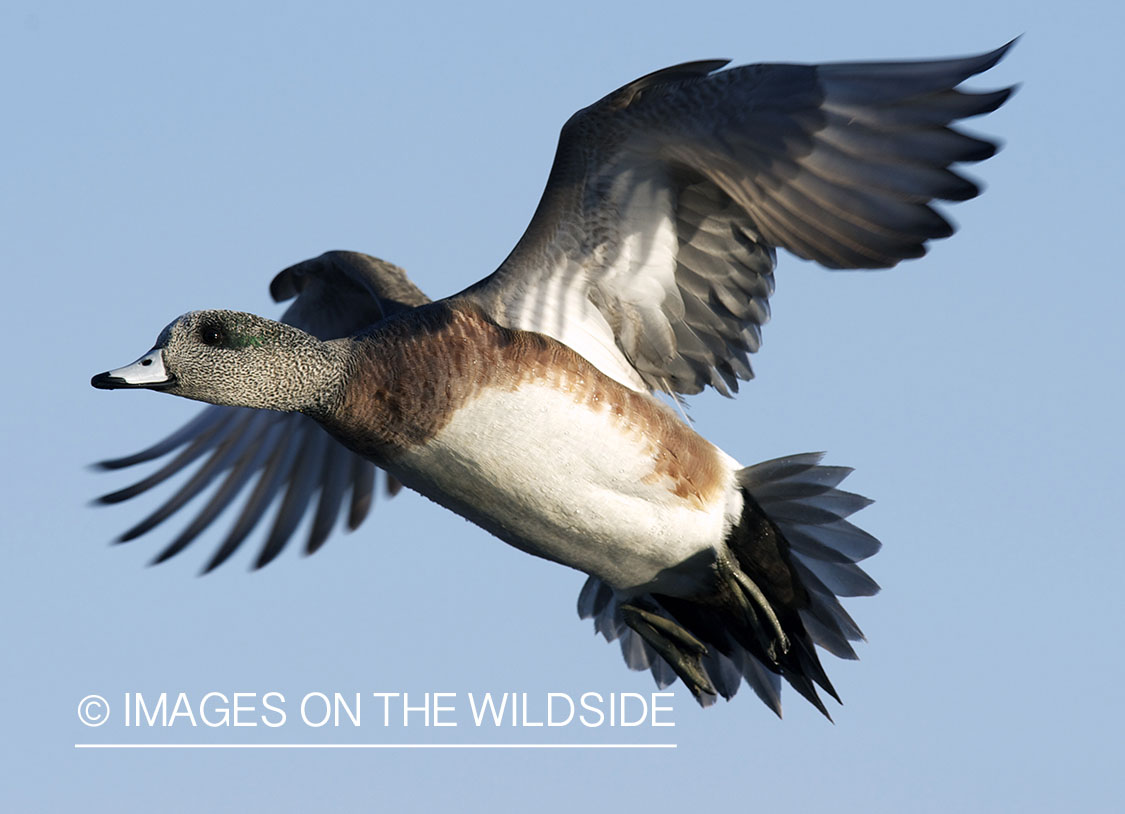 Wigeon duck in flight.