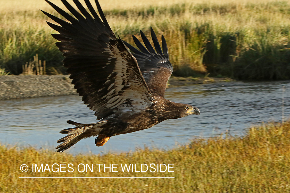 Bald Eagle (immature).