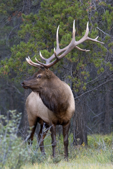 Rocky Mountain bull elk in habitat.