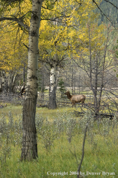 Rocky Mountain cow elk in habitat.  Autumn.