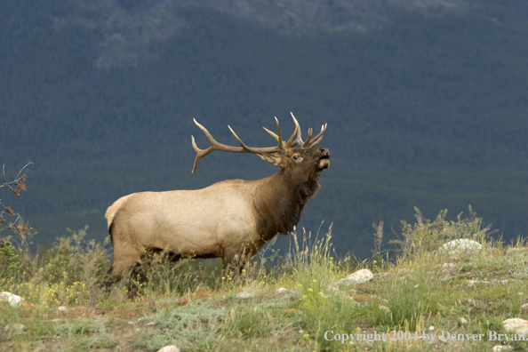 Rocky Mountain bull elk bugling.