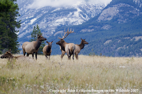 Elk in habitat