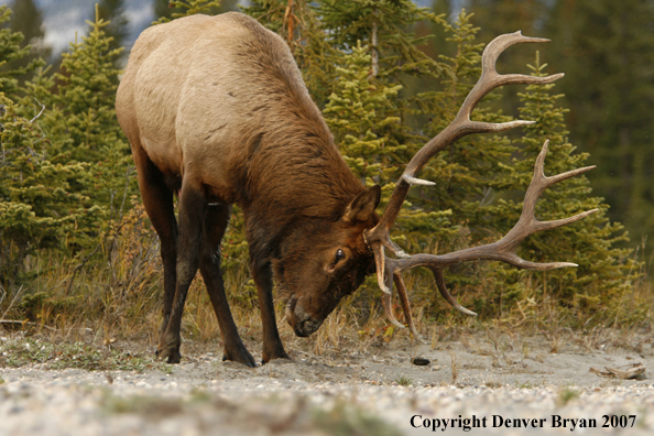 Rocky Mountain Elk scraping ground