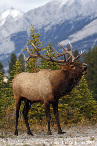 Rocky Mountain Elk bugling