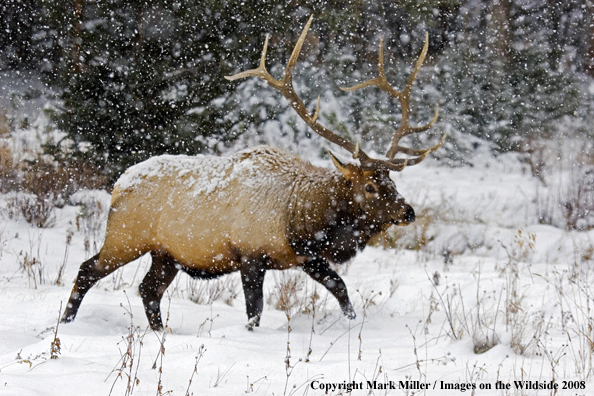 Rocky Mountain Elk