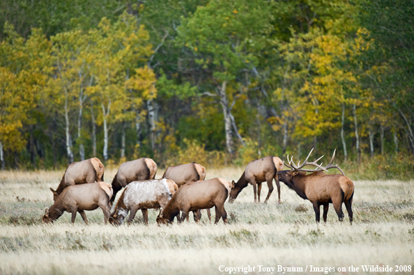 Bull Elk with partial Albino Cow