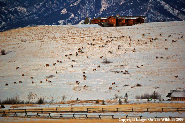 Bull and cow elk in urban situation