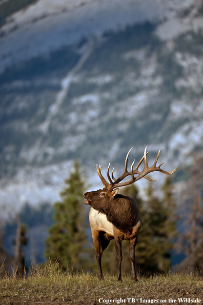 Bull Elk