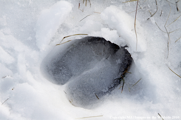 Elk track in snow. 