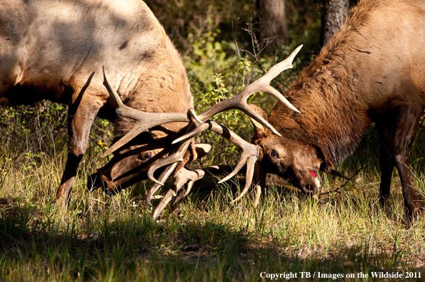 Bull elk fighting. 