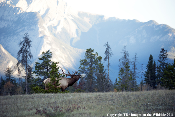 Rocky Mountain bull elk bugling. 