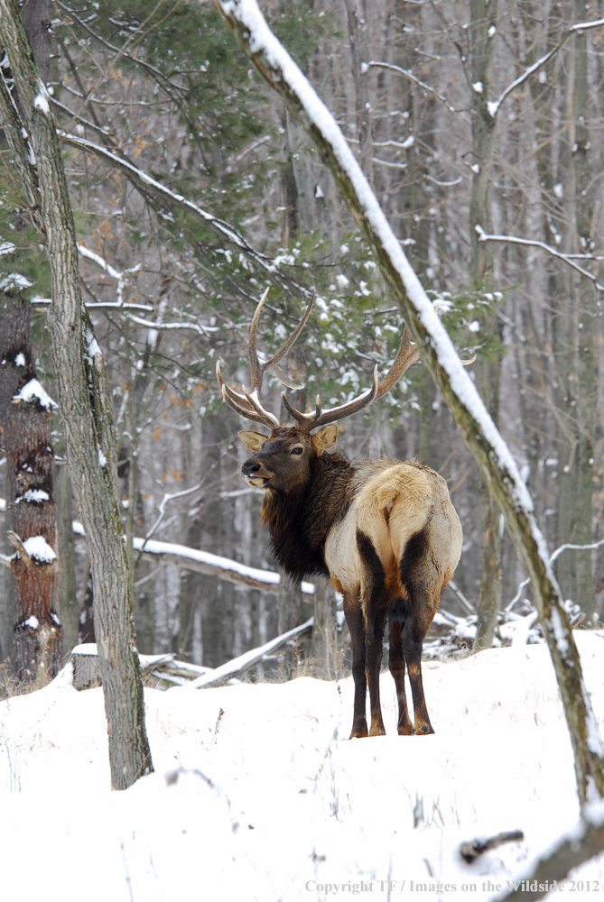 Bull elk in habitat. 