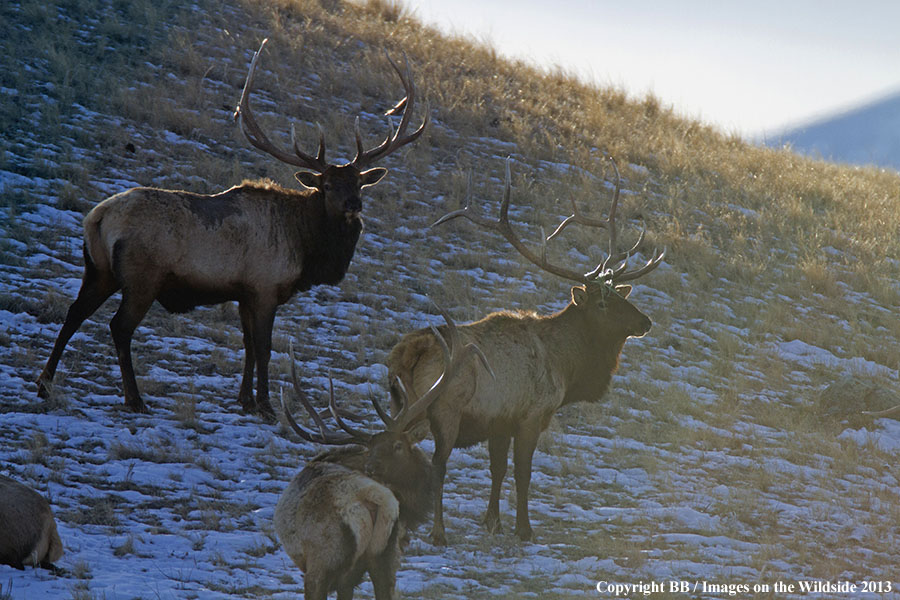 Rocky Moutain Elk in habitat.