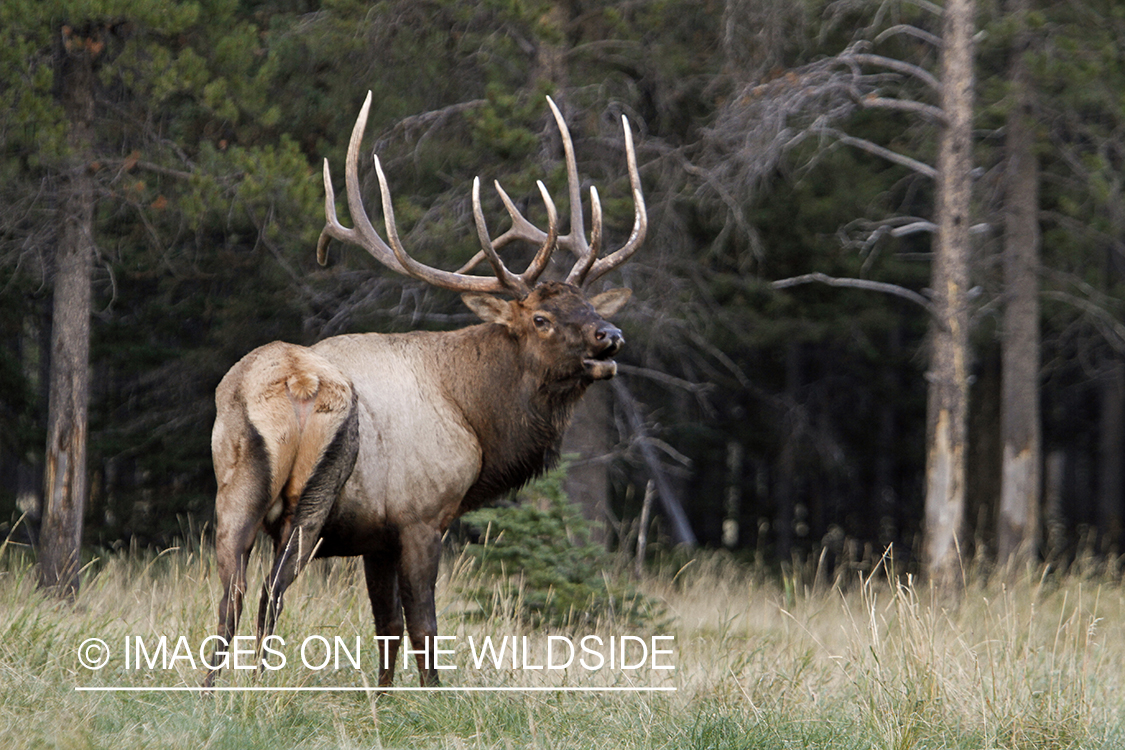 Rocky Mountain Bull Elk bugling in habitat.