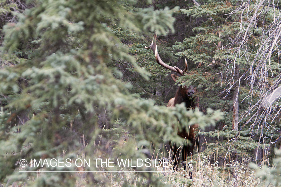 Rocky Mountain Bull Elk in habitat.