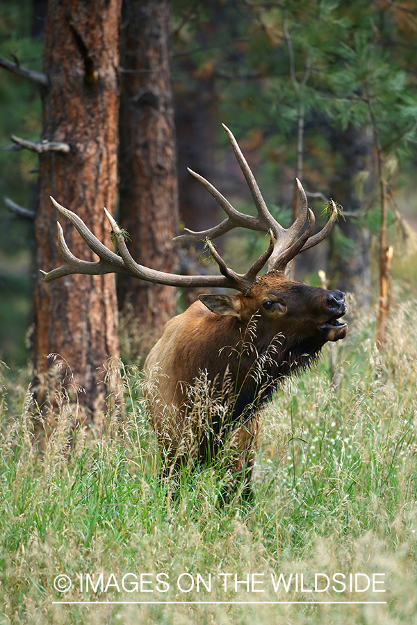 Rocky Mountain Bull Elk bugling in habitat.