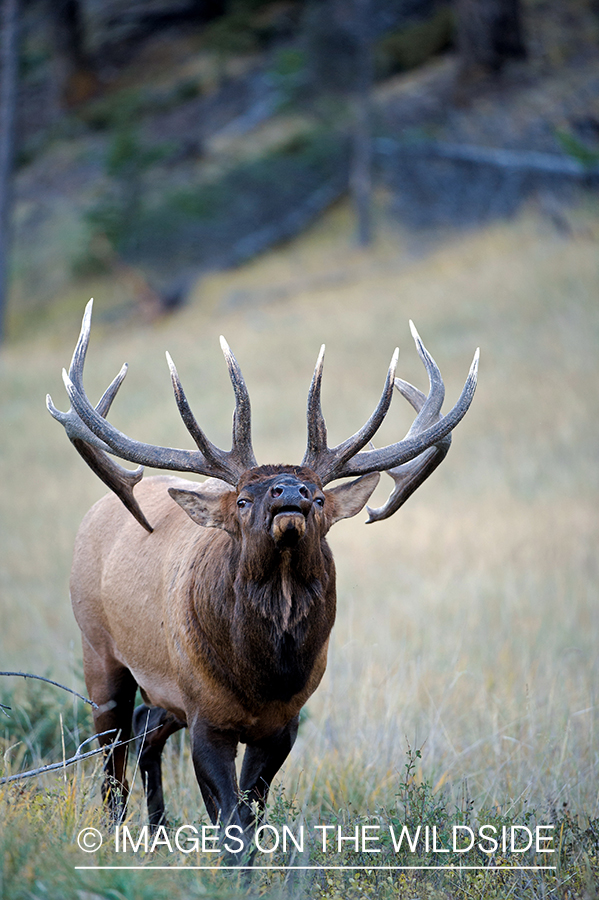 Bull elk bugling.