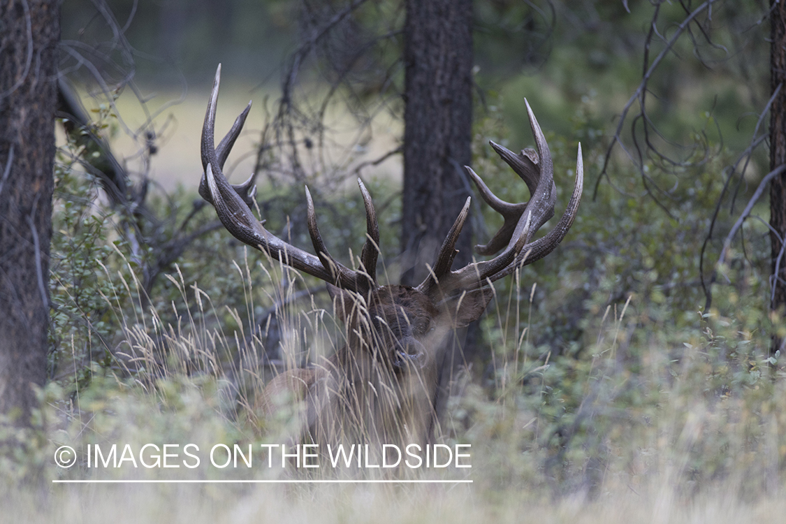 Bull elk bedded in field.