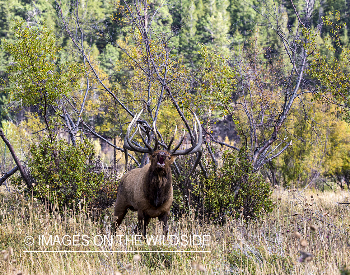 Bull elk bugling.