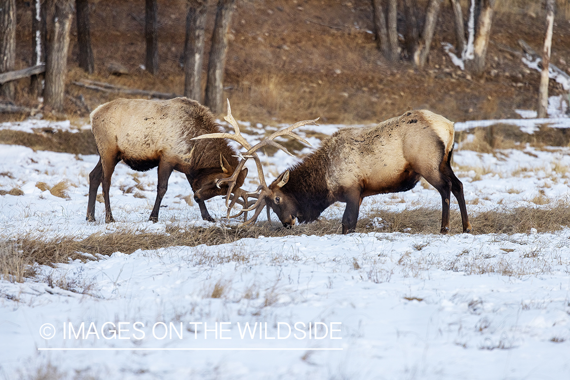 Bull elk with antlers locked.