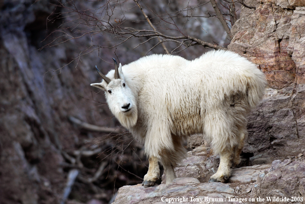 Billy Mountain Goat