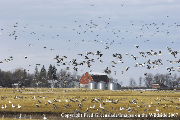 Snow Geese