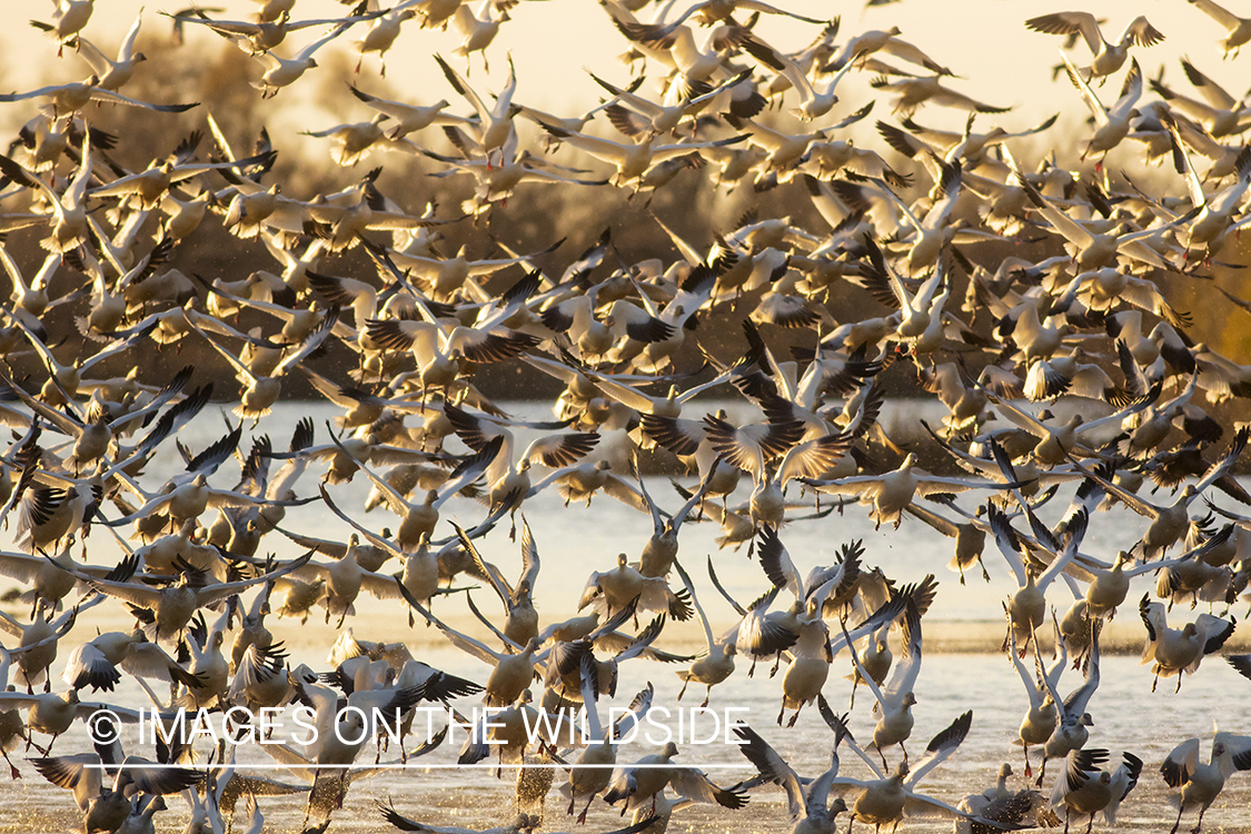 Snow geese in flight.