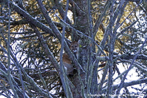 Treed Mountian Lion. 