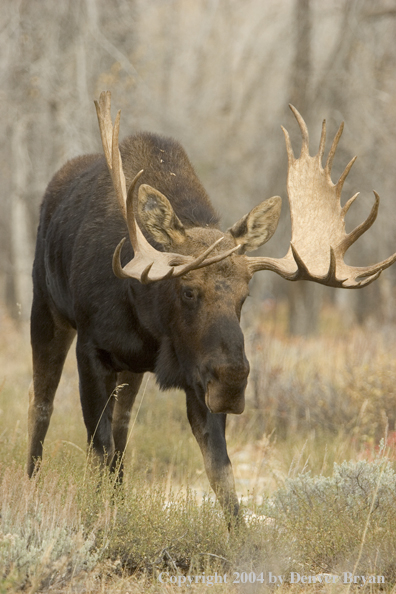 Shiras bull moose in Rocky Mountains.