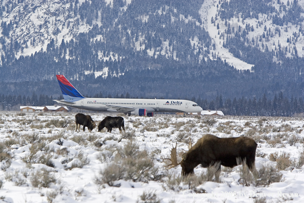 Shiras bull moose in habitat with Delta jet in background.