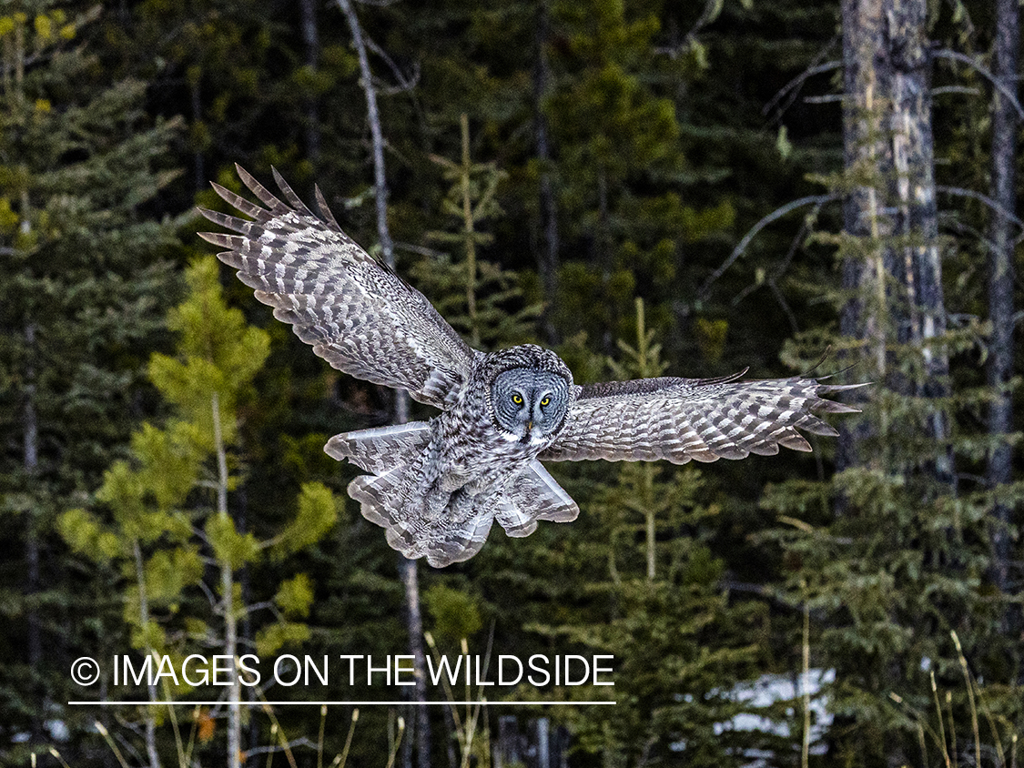 Great Grey Owl in habitat.