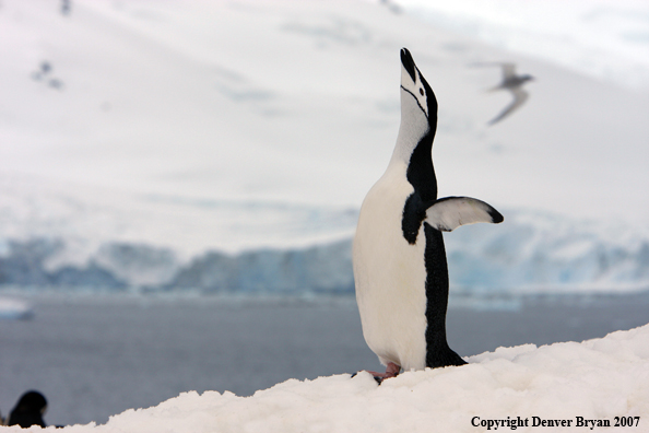 Chinstrap penguin in habitat