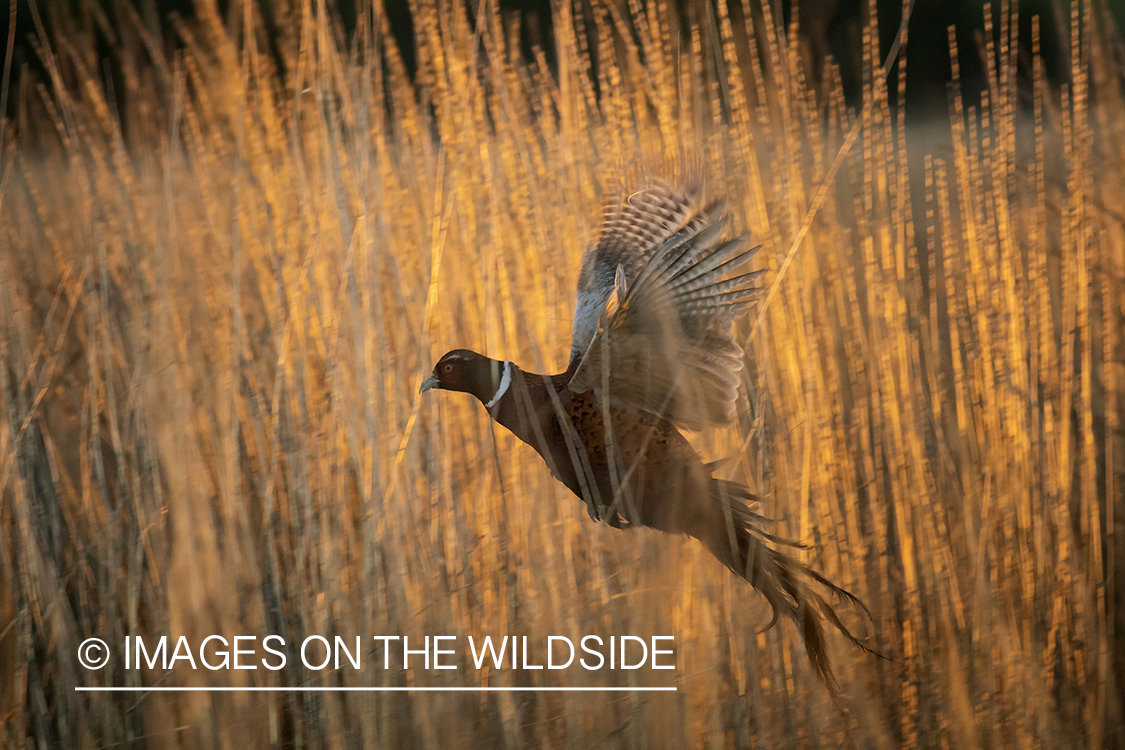 Ring-necked pheasant in flight.