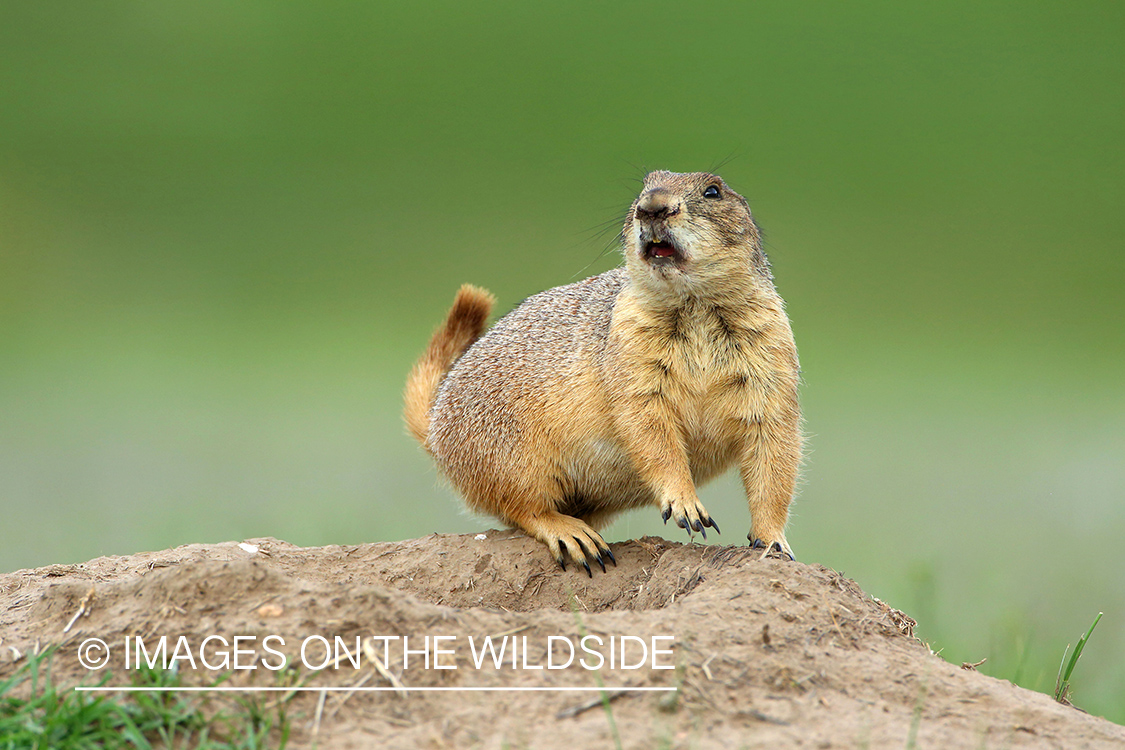 Prairie dog in habitat.