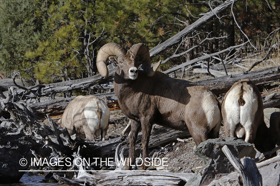 Rocky Mountain bighorn sheep in field.