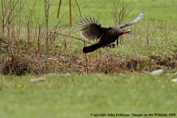 Eastern Wild Turkey in flight