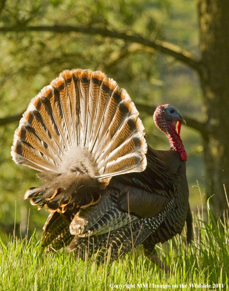 Eastern Wild Turkey in habitat. 