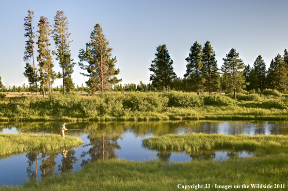 Flyfishing on Maple Creek, Yellowstone National Park. 