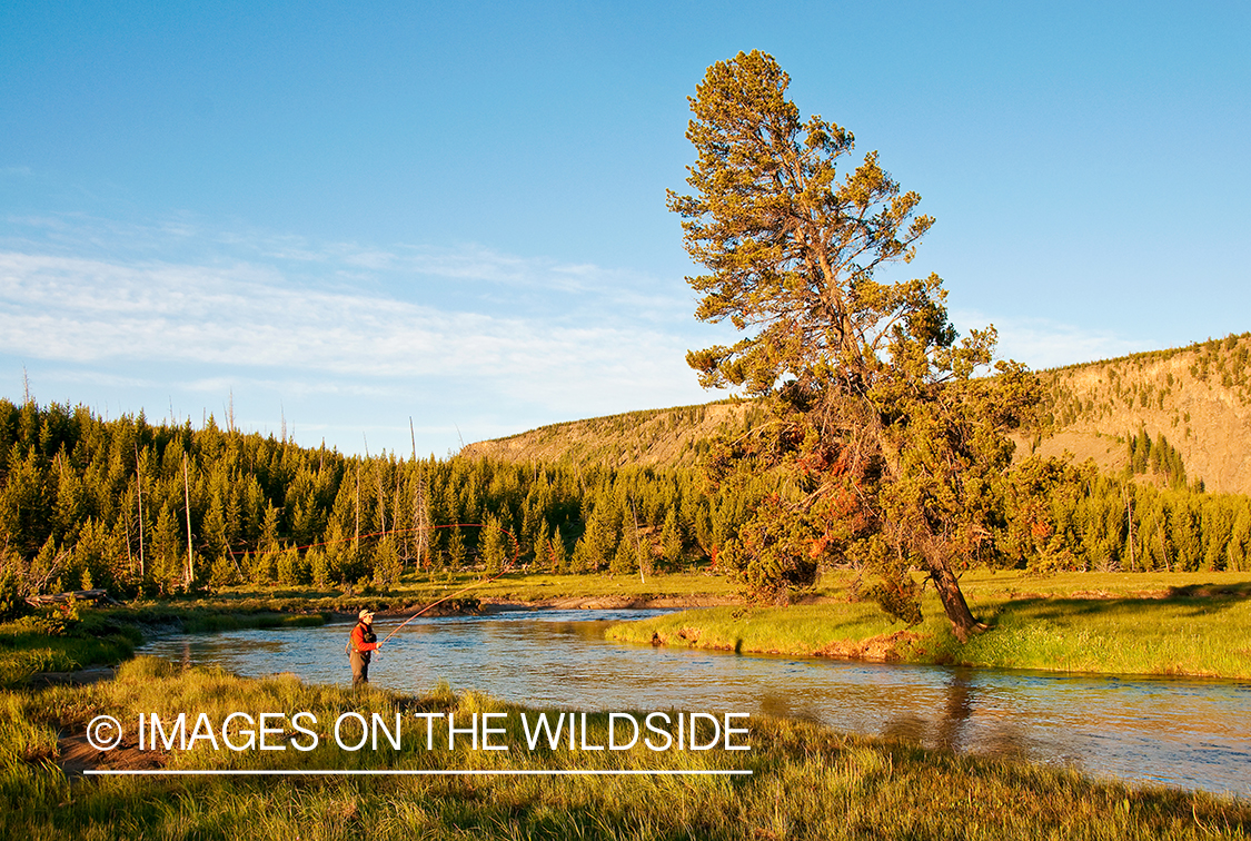 Flyfisherman on Gibbon River, YNP.