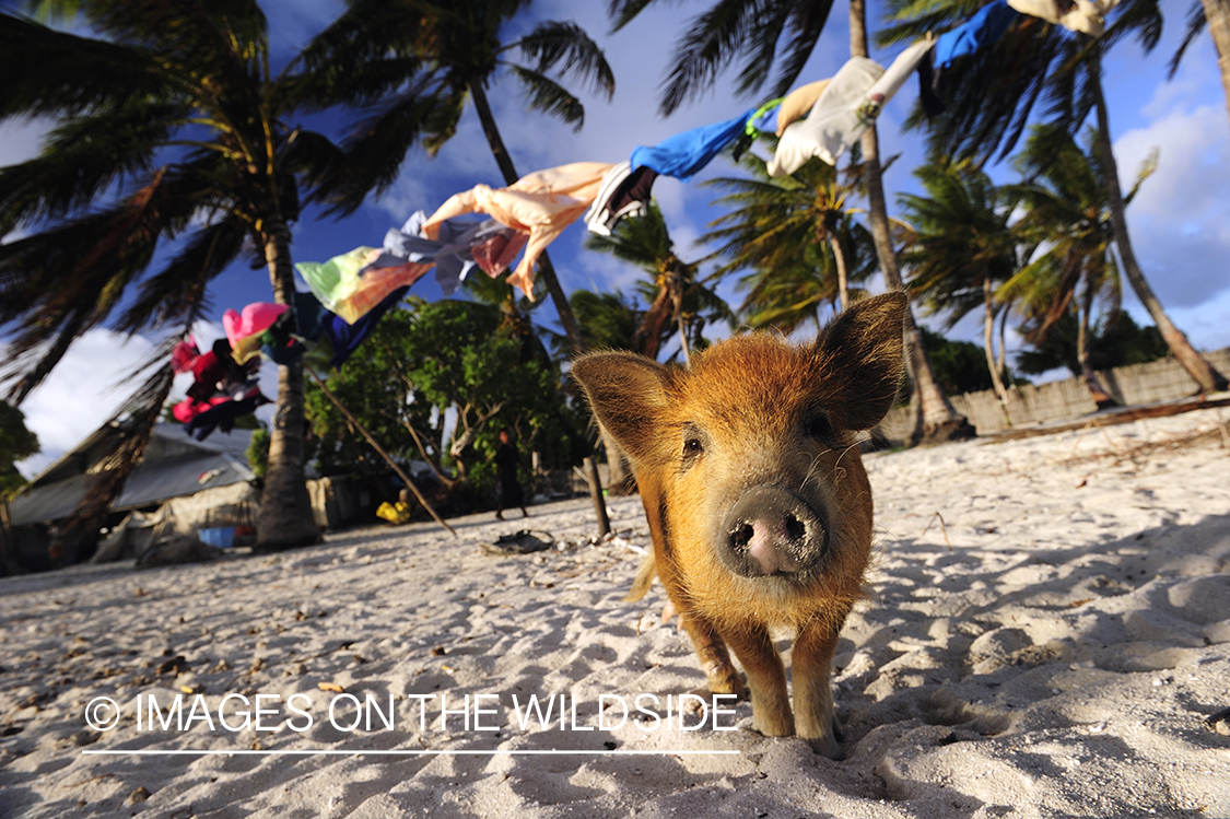 Pig on Christmas Island.