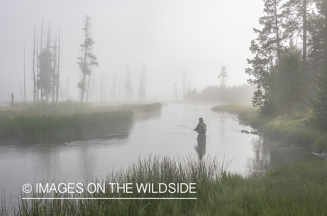 Flyfishing Iron Creek, Yellowstone National Park.