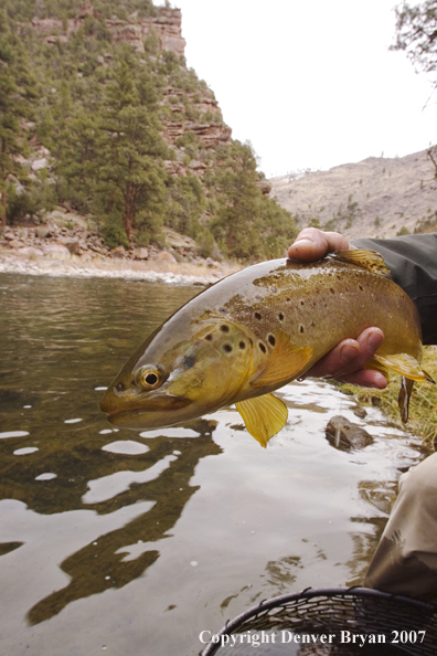 Brown trout being released by fisherman.