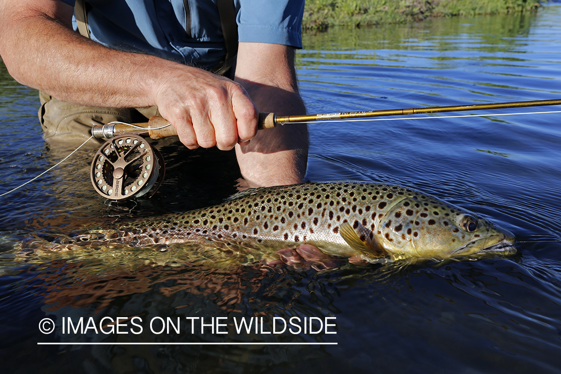 Flyfisherman with brown trout. 